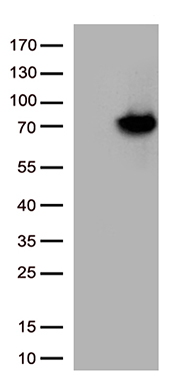 MBD1 Antibody