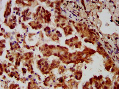 MBIP Antibody