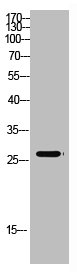 MBL2 antibody