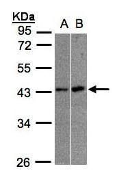 MBNL3 antibody