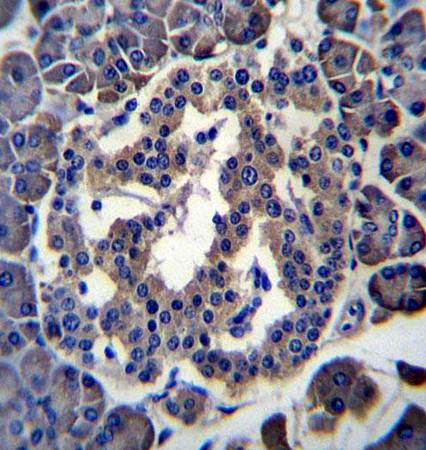 MBOAT4 antibody