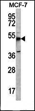 MBOAT4 antibody