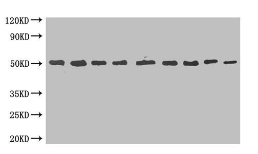 MBP Tag Antibody
