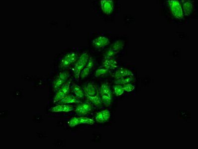 MBP Antibody