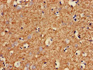 MBP Antibody