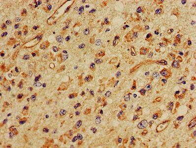 MBP Antibody