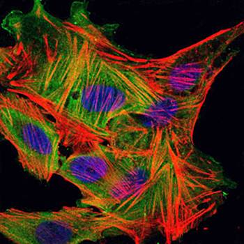 MBP Antibody