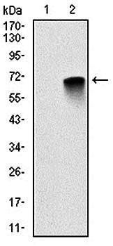 MBP Antibody