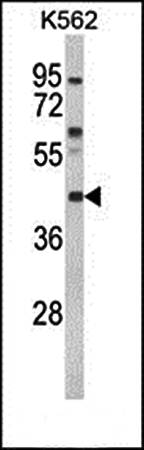 MC3R antibody