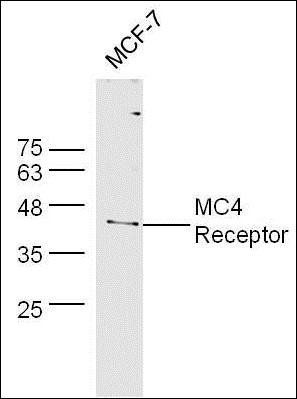 MC4 Receptor antibody