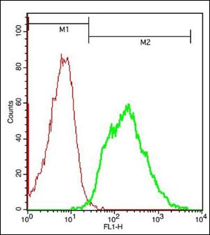 MC5 Receptor Rabbit Polyclonal Antibody