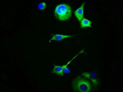 MC5R antibody