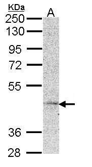 Munc 13-4 antibody