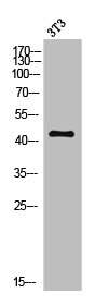 MC5R antibody