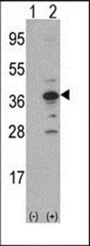 MCA1 antibody