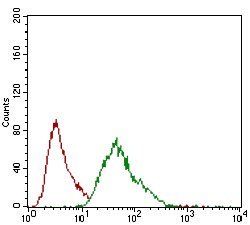 MCAM Antibody