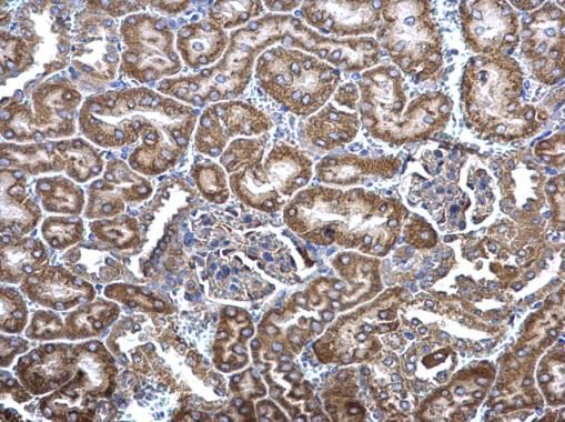 MCD antibody [N2C1], Internal
