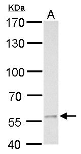 MCD antibody