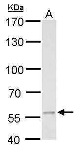 MCD antibody [N2C1], Internal