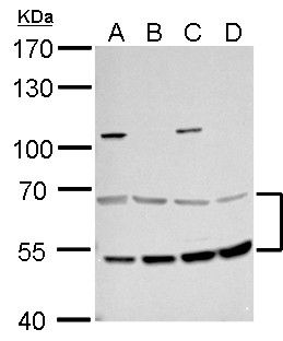 MCD antibody