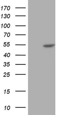 MCEE Antibody