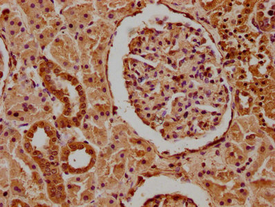 MCF2 antibody