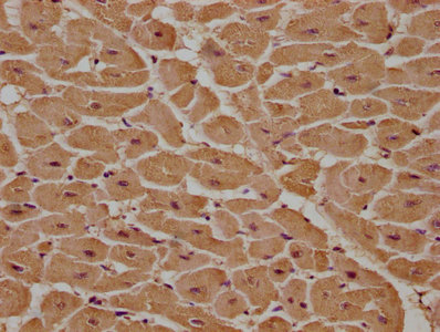 MCF2 antibody