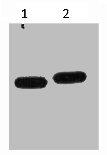 mCherry Monoclonal Antibody