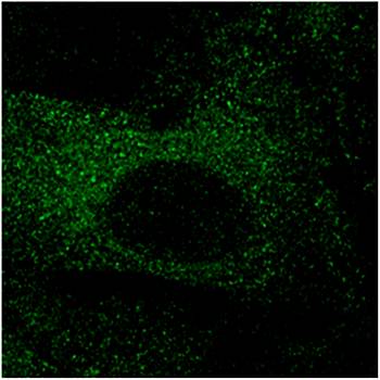 mCherry antibody