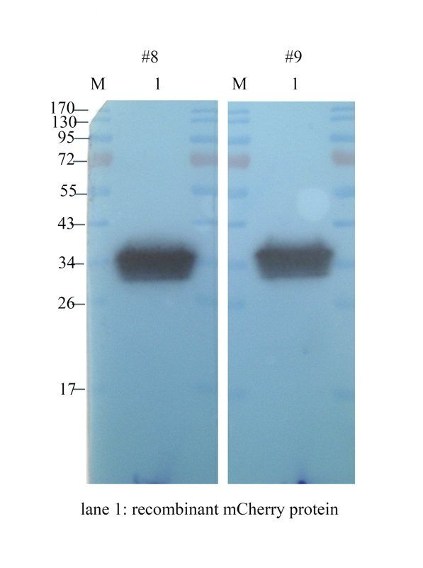 mCherry antibody