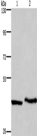 MCHR1 antibody