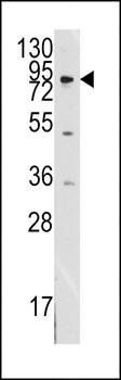 MCK10 antibody
