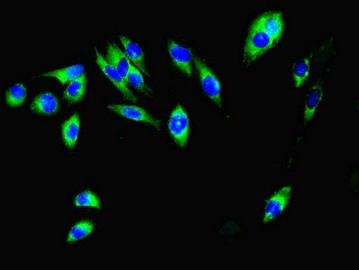 MCL1 antibody