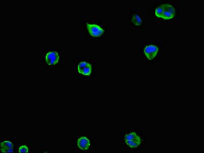 MCL1 Antibody