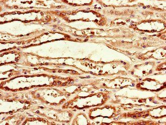 MCL1 Antibody