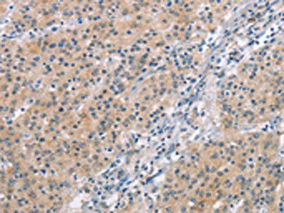 MCL1 Antibody