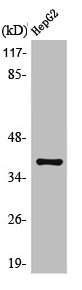 MCL1 Antibody