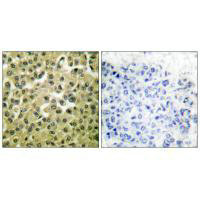 MCL1 Antibody