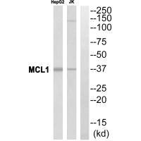 MCL1 antibody