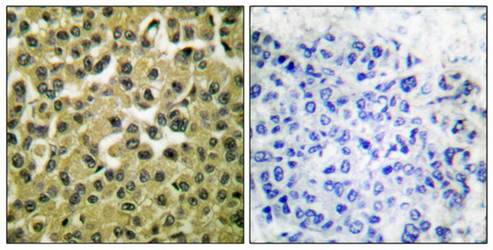 MCL1 Antibody