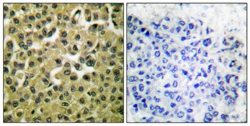 MCL1 antibody