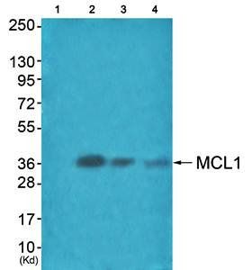 MCL1 Antibody