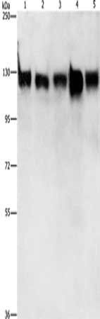 MCM2 Antibody