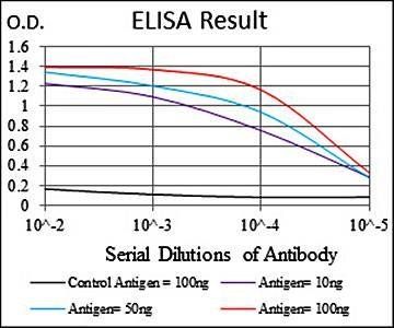 MCM2 Antibody