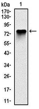 MCM2 Antibody