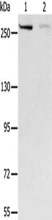 MCM3AP Antibody