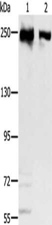 MCM3AP Antibody