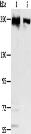 MCM3AP antibody