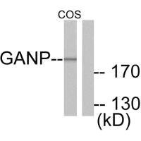 MCM3AP antibody