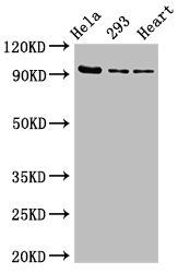 MCM4 Antibody